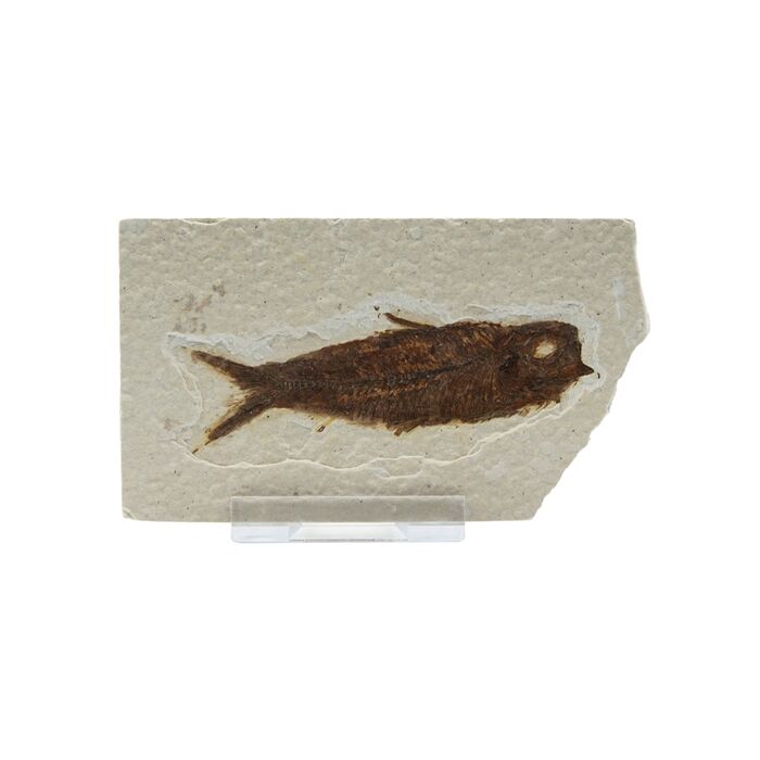 Schtze der Erde - Versteinerter Fisch - 7-10cm inkl. Plexiglas-Aufsteller