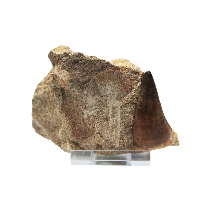 Schtze der Erde - Mosasaurier-Zahn - 7-10cm Fossilienfund