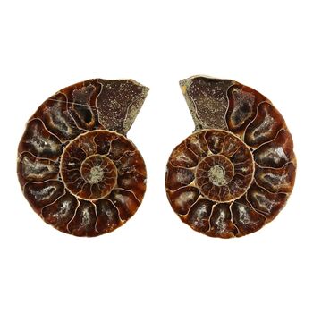 Ammoniten 4,0 - 4,5cm mit Zertifikat - Fossilienfund